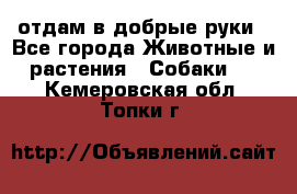 отдам в добрые руки - Все города Животные и растения » Собаки   . Кемеровская обл.,Топки г.